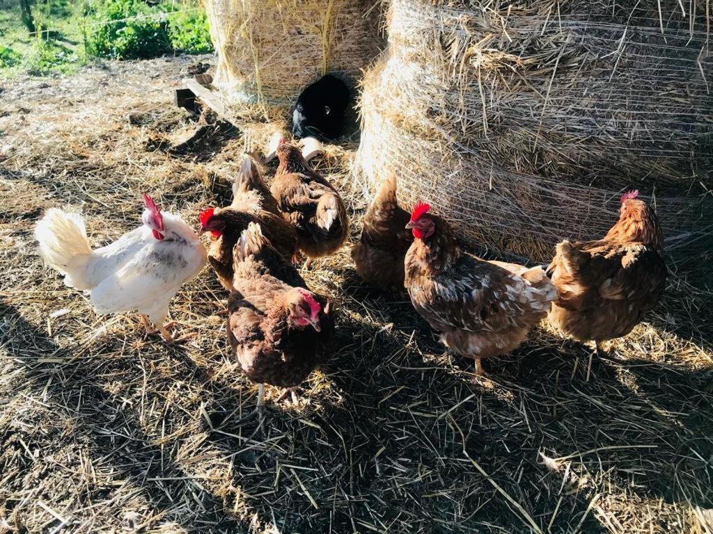 Ovostolai Cottage Fonni Dış mekan fotoğraf