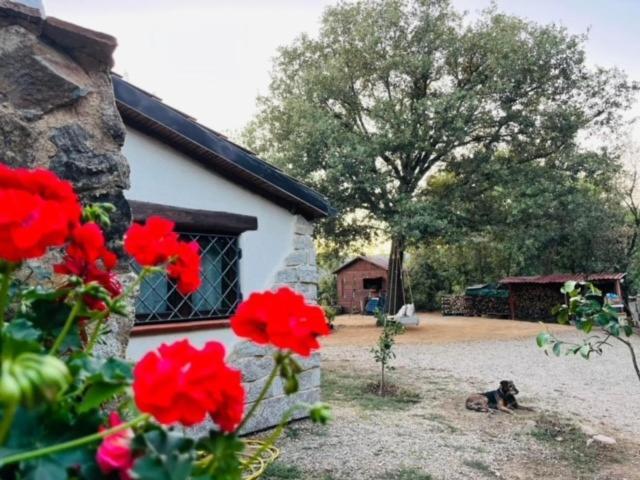 Ovostolai Cottage Fonni Dış mekan fotoğraf